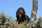 CAVALIER KING CHARLES 009